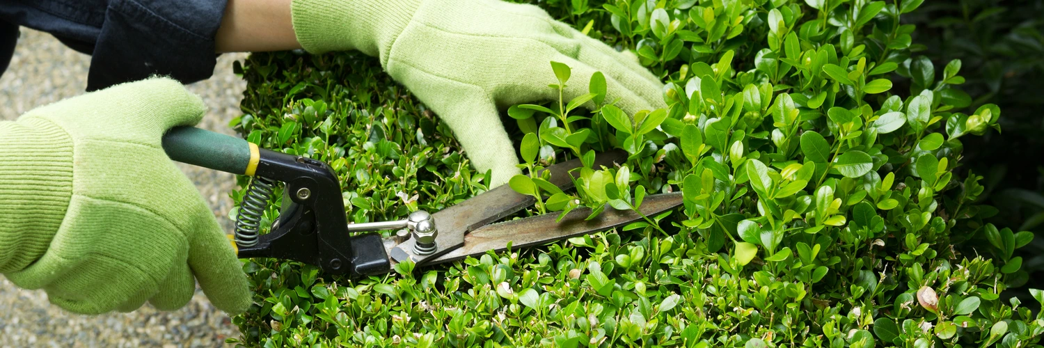 Tuinonderhoud